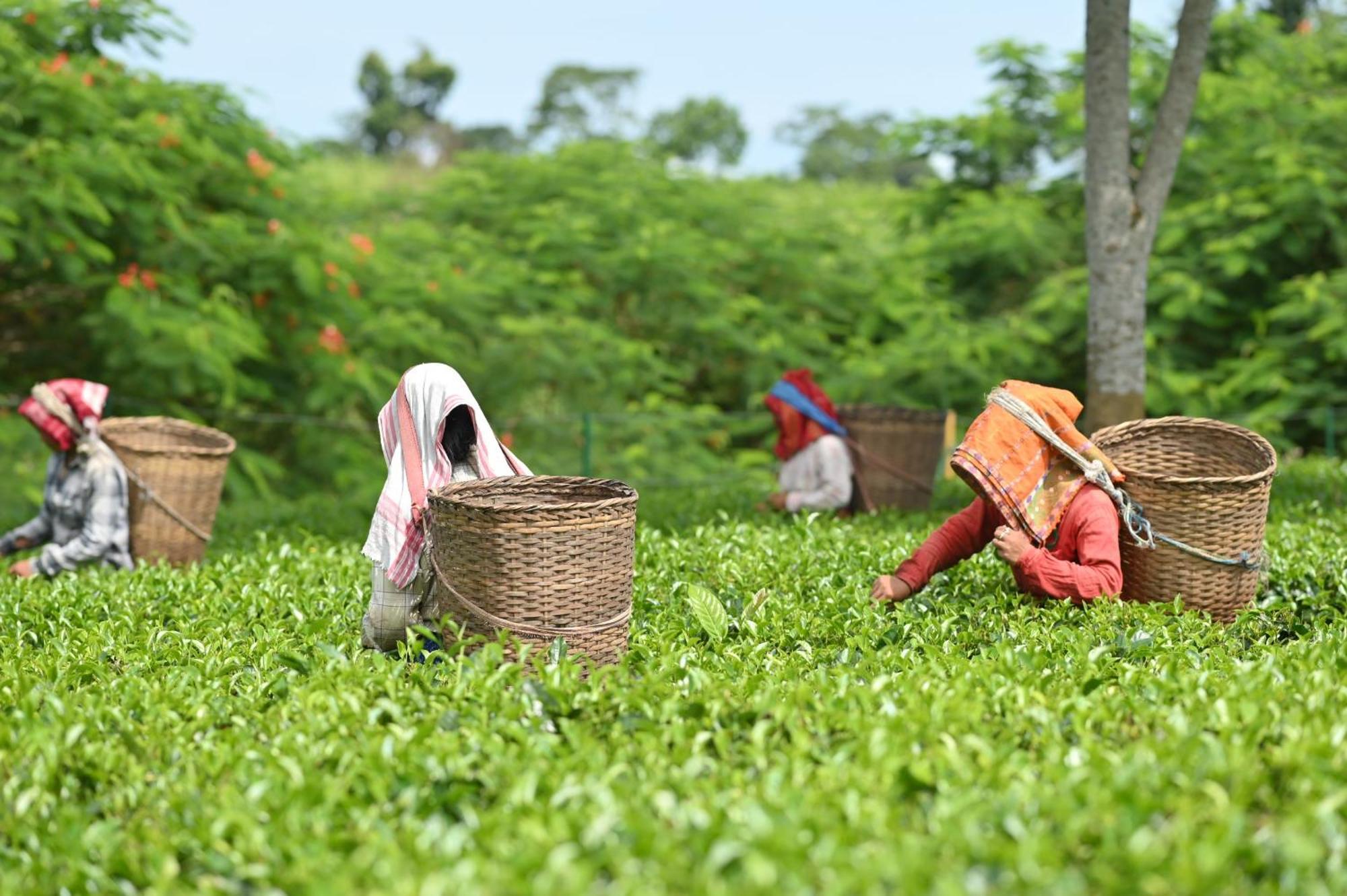 Vaani Greens Wildlife Resort, Kaziranga Kuthari Екстер'єр фото